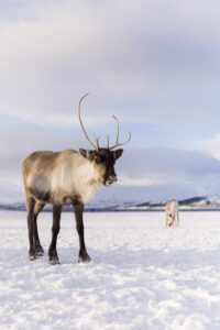 Save The Reindeer scaled 2