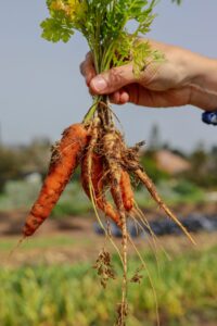 Organic No Till Farming scaled 2