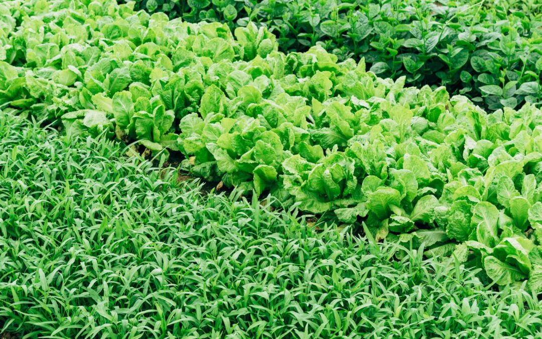 High-Tech Greenhouses