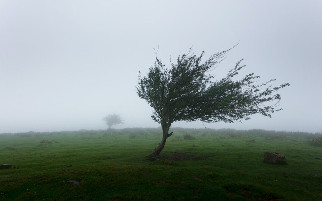 Windbelts: Wind Power Without the Turbine