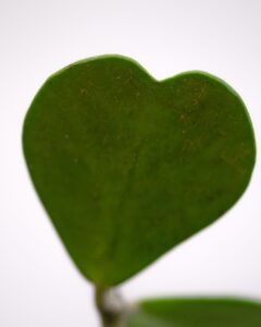 Green Present Subatainabl Life scaled 2