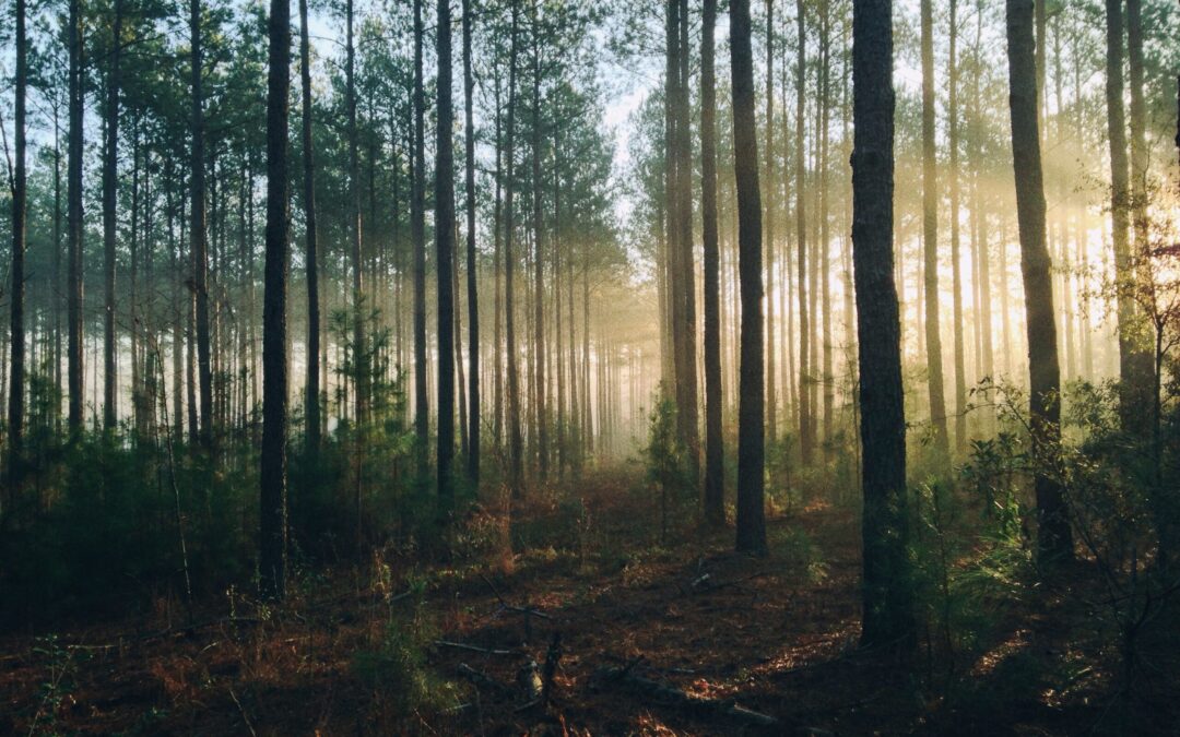 Forests Help Cool the Planet