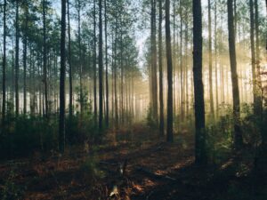 Foret Help Cool The Planet scaled 1