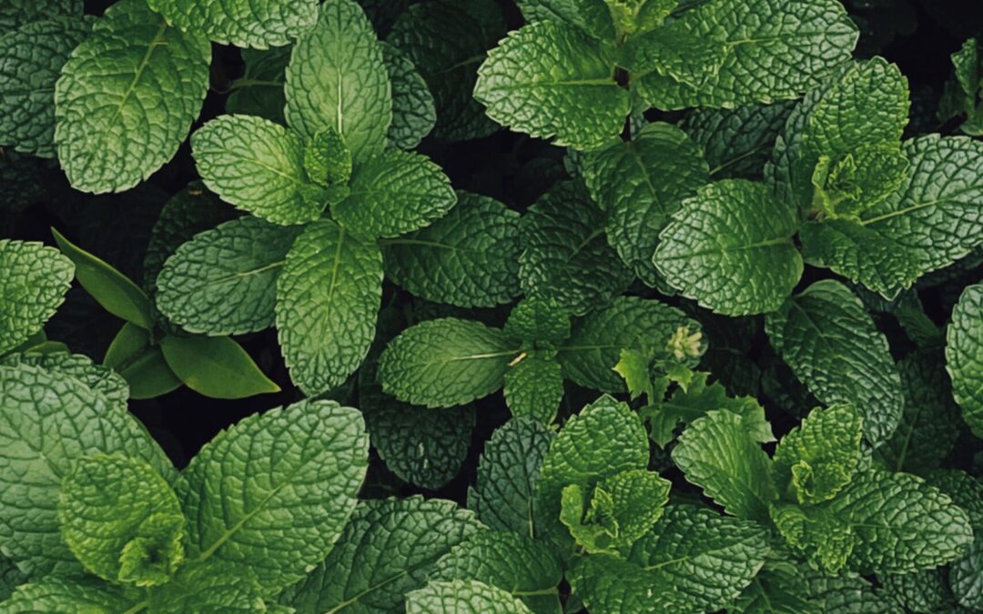 What’s the Most Italian Herb?