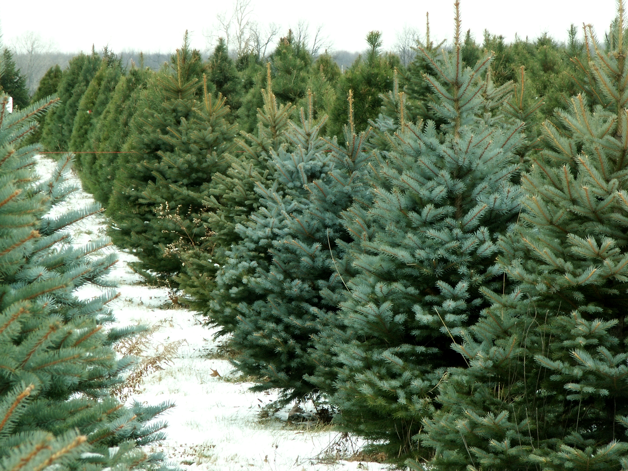 The Great Christmas Tree Debate: The Answer Is Really Real