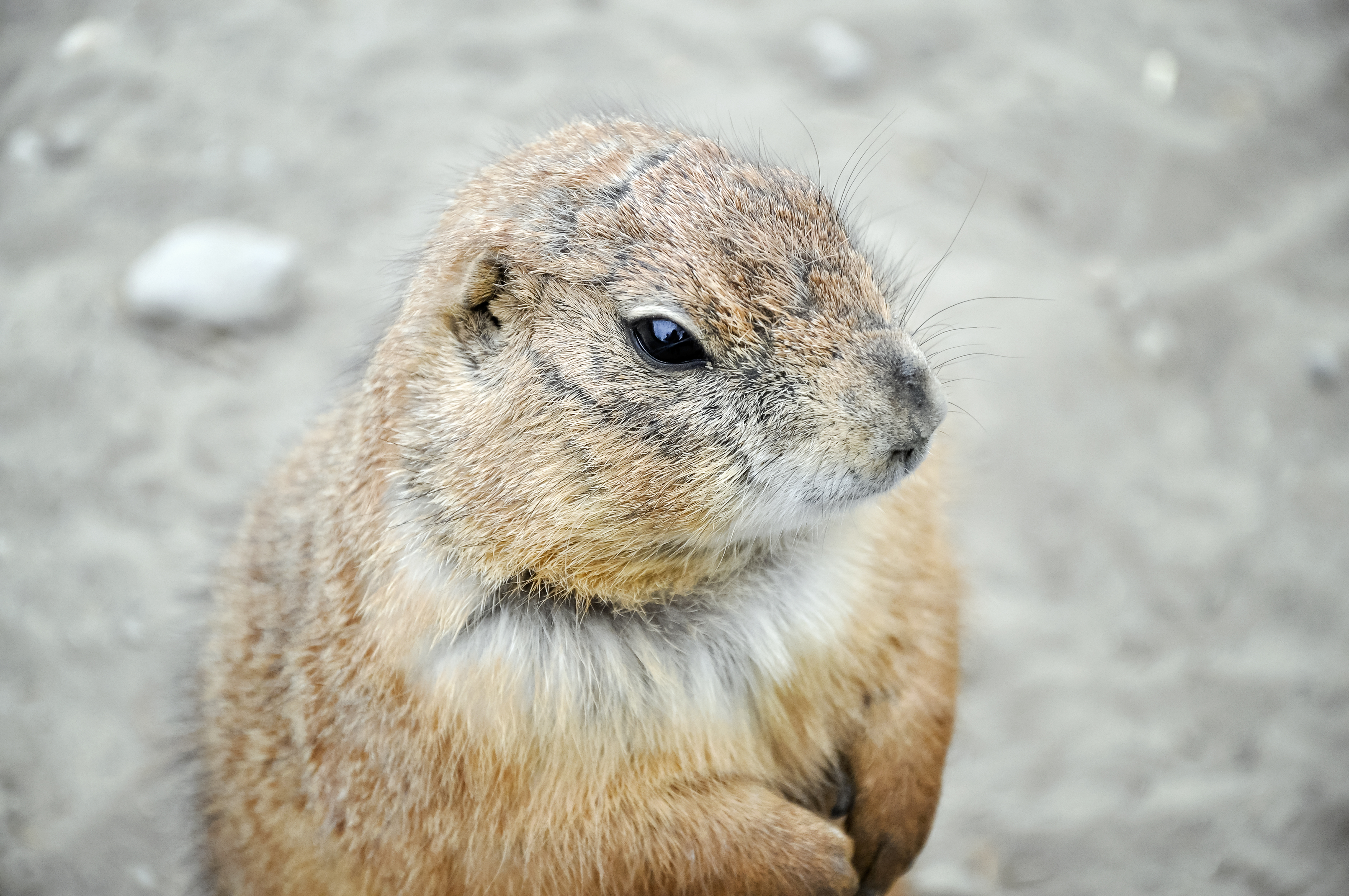 Groundhog Day: Folklore, Season Creep and Climate Change