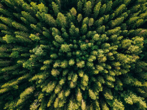 Sustainable Forest | Birds Eye View