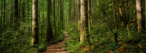 forests for life natural carbon removal