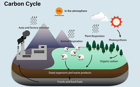 What is Global Carbon Cycle Illustration