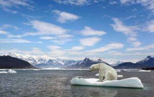 greenhouse effect on polar bear floating on sea