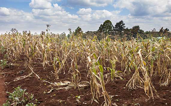 Recognizing Climate Changes | Dying Crops