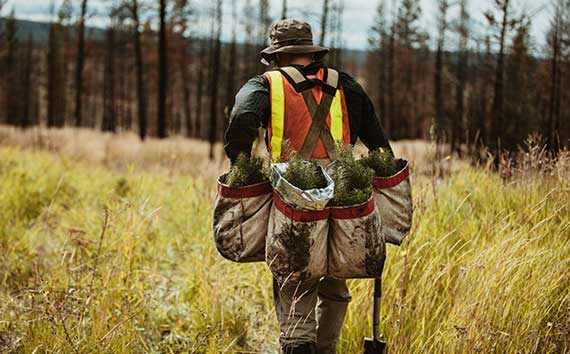 Reforestation Worker Carrying Trees to Plant