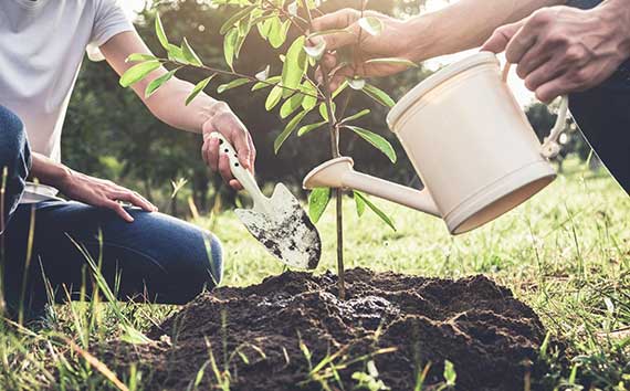 Tree Reforestation Plan | Two People Planting New Tree Photo