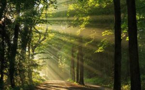 biodiversity types image of sunlit forest