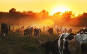 the climate crisis cows photo methane