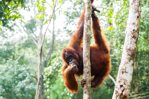 Oangutan Climbing on Tree