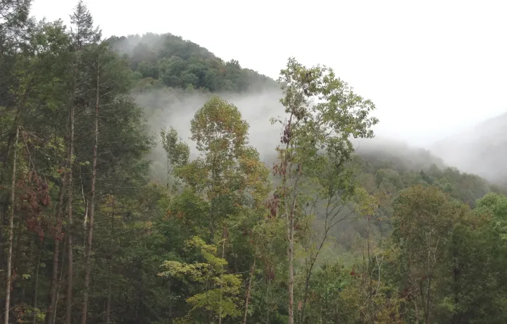 Massachusetts Tri-City Forestry Project