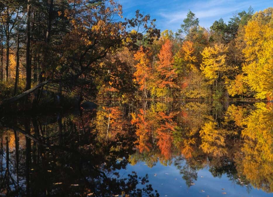 Hudson Farm Forestry Project​