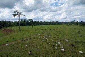 Tahuamanu Amazon REDD Project